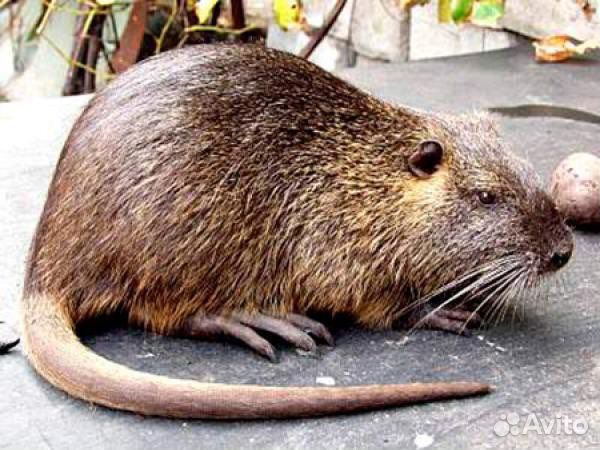Нутрии