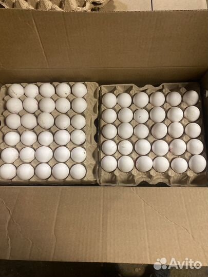 Яйцо куриное