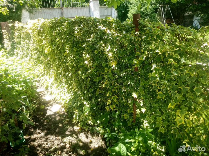 Плющ для заборов клумб
