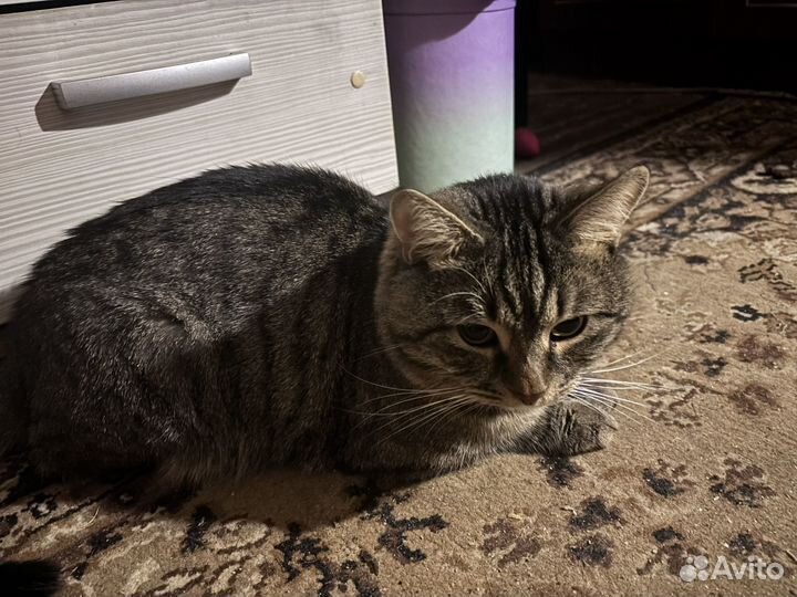 Кот в добрые руки