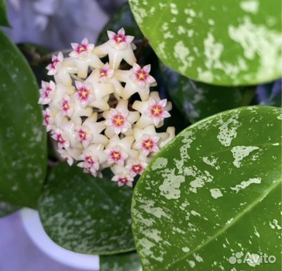 Хойя акута EPS 997