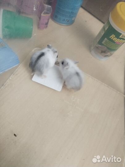 Джунгарские хомячки