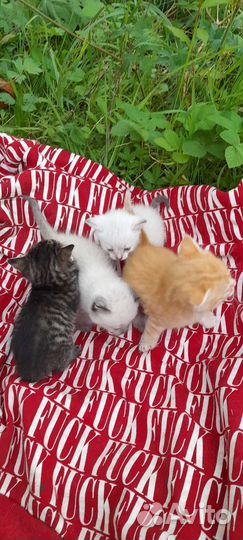 Котята в добрые руки