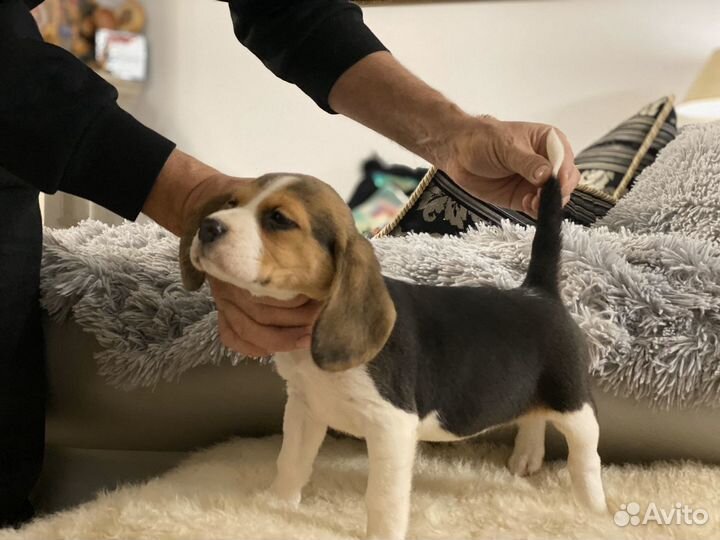 Щенки бигли