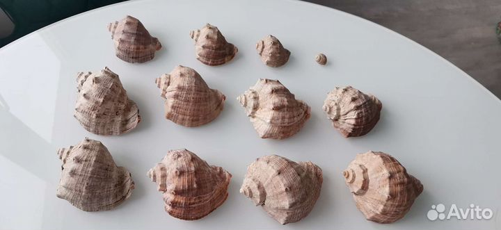 Морские ракушки