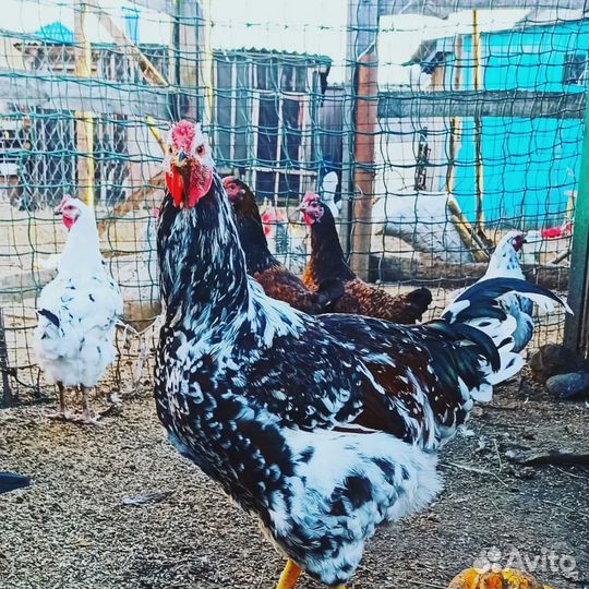 Инкубационное яйцо Ливенских кур. Цыплята