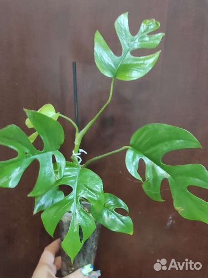 Рафидофора тетрасперма