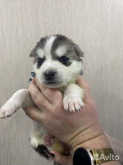 Щенки метисы хаски