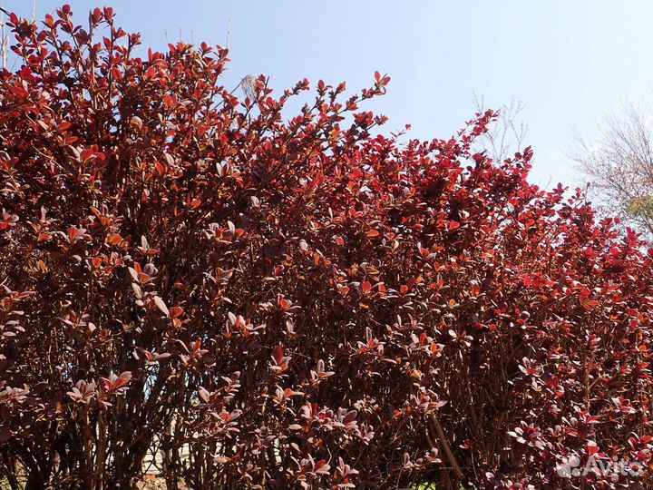 Барбарис Суперба