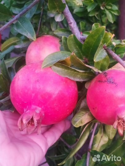 Гранат розовый