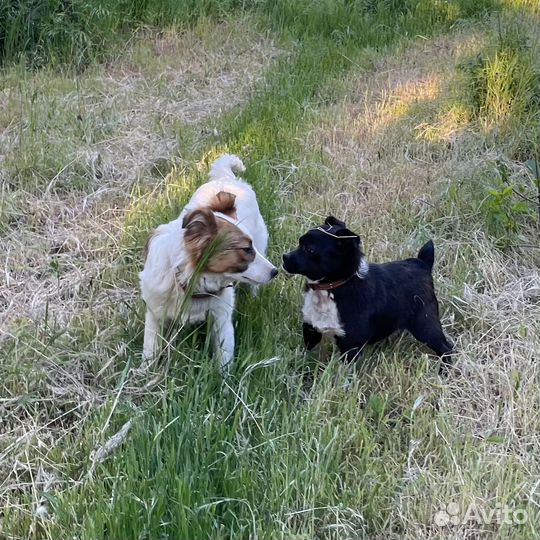 Маленький Бимуша ищет семью