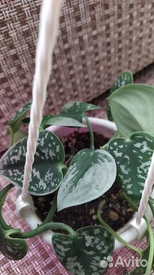 Растения в горшках