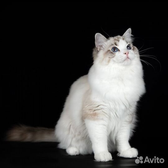 Мальчик рэгдолл, шоу/брид, seal lynx bicolor