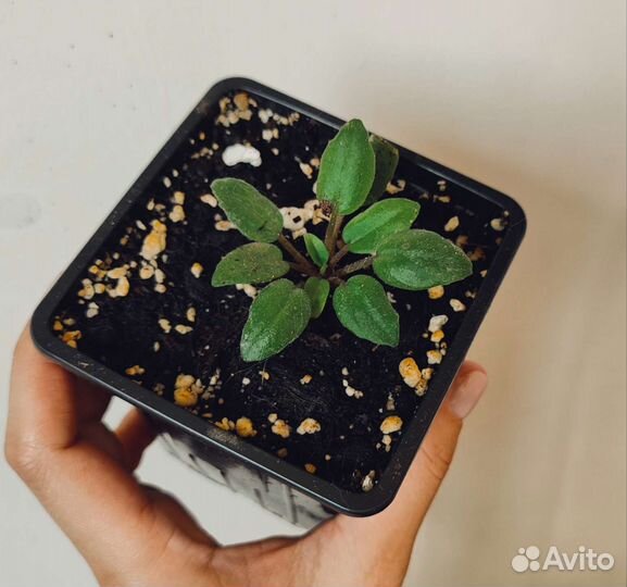 Фиалка мини сорт