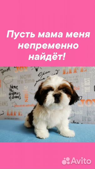 Ши-тцу
