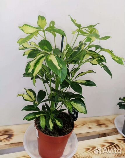 Комнатные цветы шефлера, мирт, жасмин, гардения