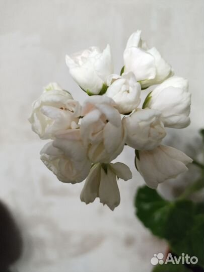 Пеларгония Marbacka Tulpan