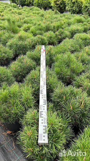 Сосна горная мугус