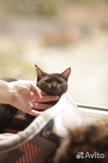 Кошечка в добрые руки