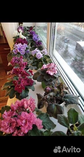 Фиалка, укоренённые черенки и листики