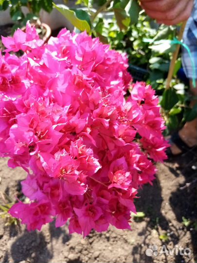 Бугенвиллия черенки