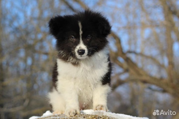 Колли метис щенок мальчик