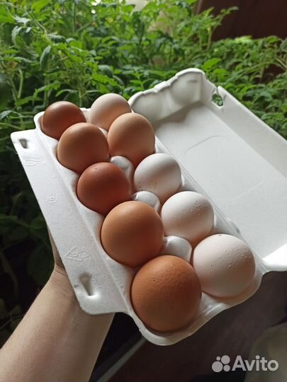 Домашние куриные, перепелиные яйца