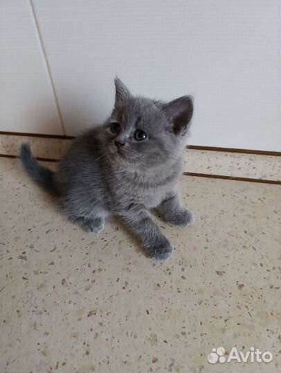 Шотландская