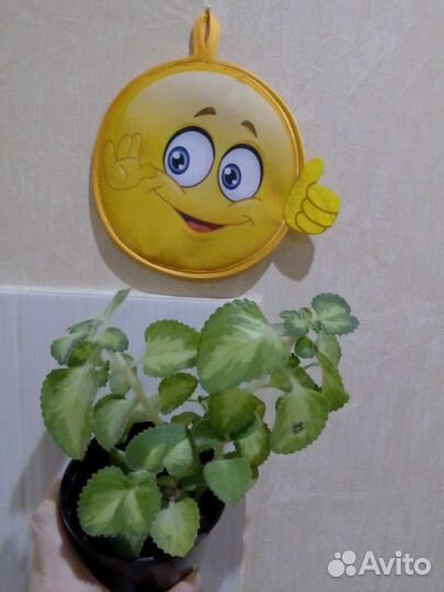 Мята комнатная