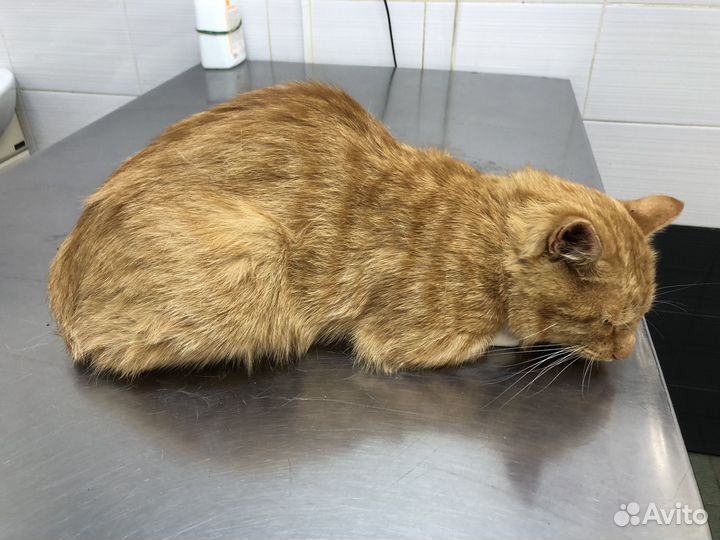 Рыжий кот в добрые руки