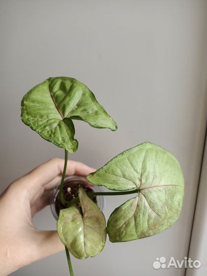 Сингониум Кристмас Мутейшн