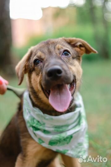 Щенок в дар бесплатно ищет дом и семью