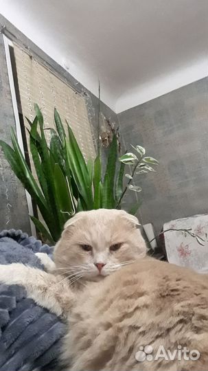 Пристраиваю кота