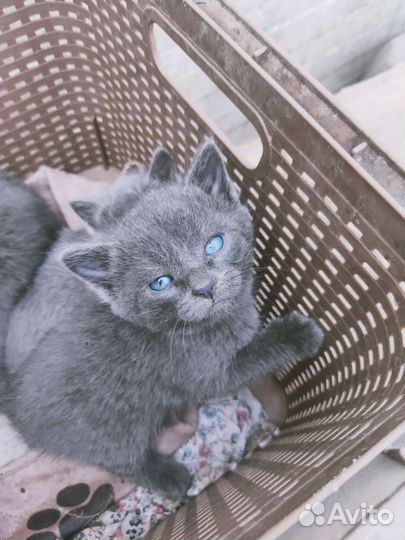 Кошка в дар бесплатно