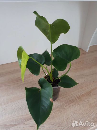 Антуриум белый