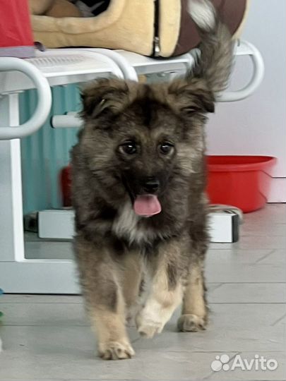 Щенок 4 месяца