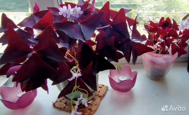 Комнатные растения