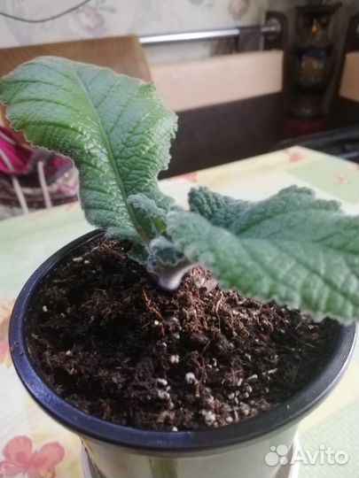 Глоксиния, стрептокарпус