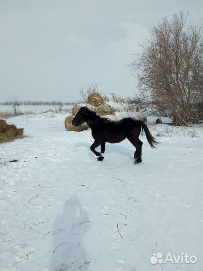 Жеребята тяжеловозы