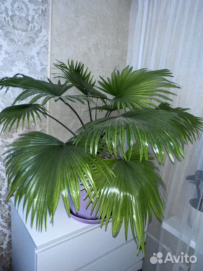 Пальма Ливистона (Livistona Rotundifolia)