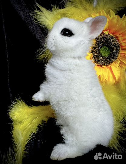 Кролик высокопородный мини