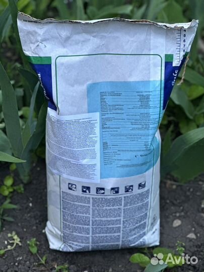 Семена озимого рапса сингента