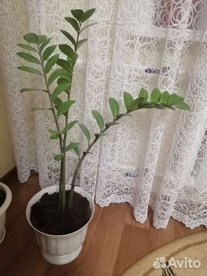 Замиокулькас