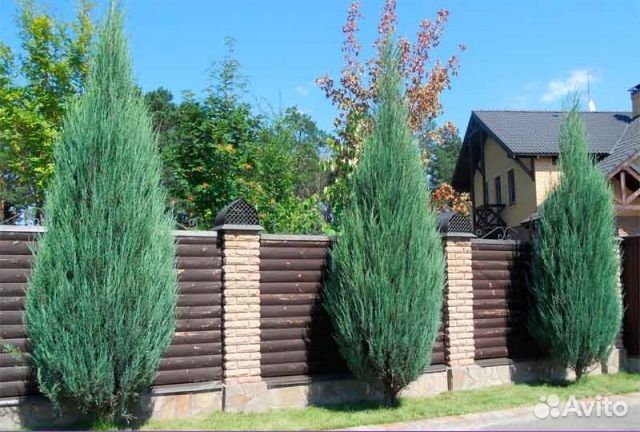 Озеленение и уход за вашими растениями