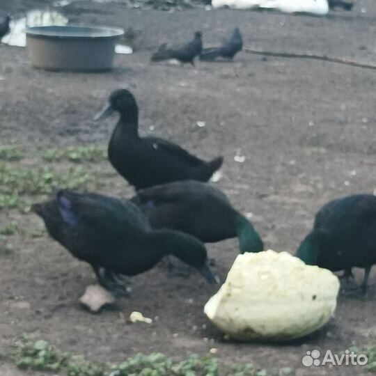 Гуси холмогоры в белгородской области