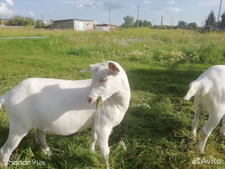 Коза и Козочки
