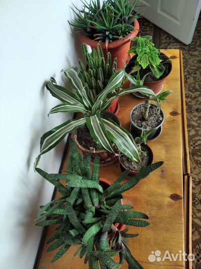 Каменная роза и комнатные цветы