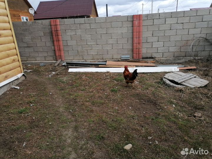 Молодые породистые петушки