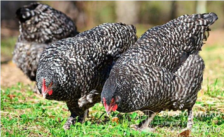 Яйцо на инкубацию. Мехеленская кукушка