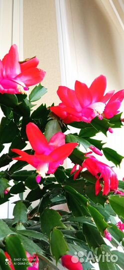 Декабристы